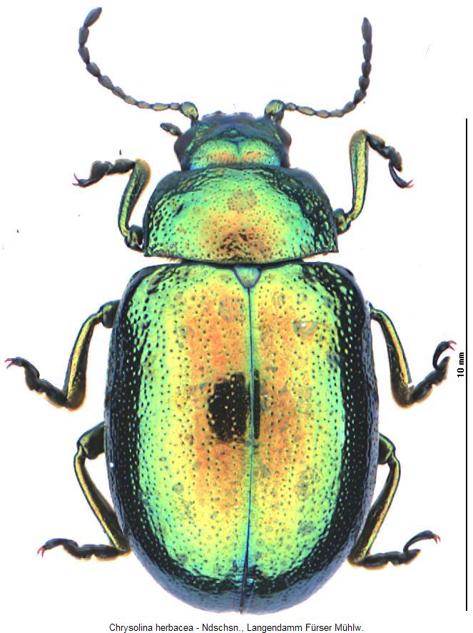 chrysolina_herbacea_hab.jpg