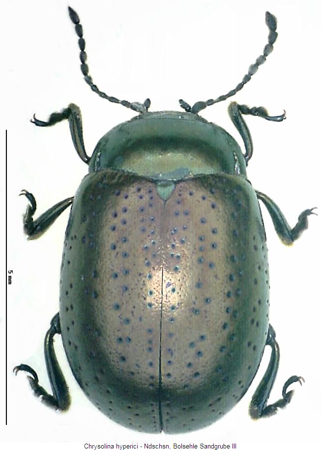 chrysolina_hyperici_hab.jpg