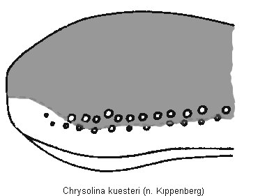 chrysolina_kuesteri_fld.gif
