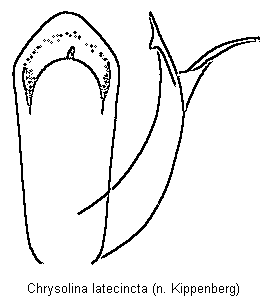 chrysolina_latecincta.gif