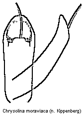 chrysolina_moraviaca.gif
