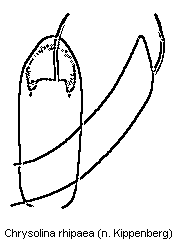 chrysolina_rhipaea.gif