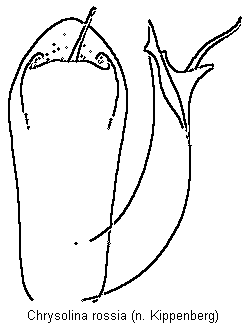 chrysolina_rossia.gif