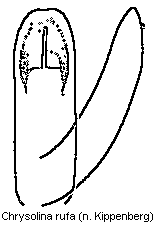 chrysolina_rufa.gif