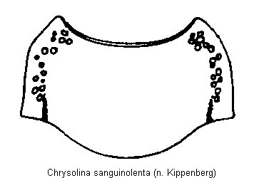 chrysolina_sanguinolenta_hsch.gif