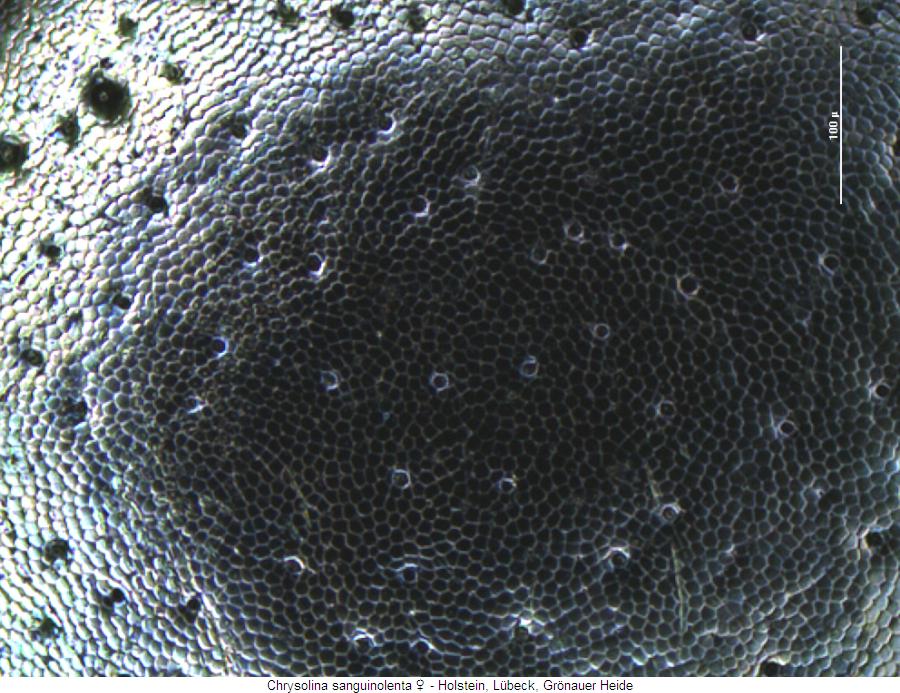 chrysolina_sanguinolenta_ms.jpg