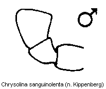 chrysolina_sanguinolenta_ts.gif