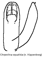 chrysolina_squalida.gif