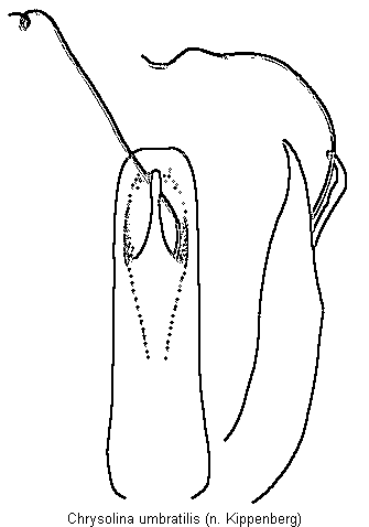 chrysolina_umbratilis.gif