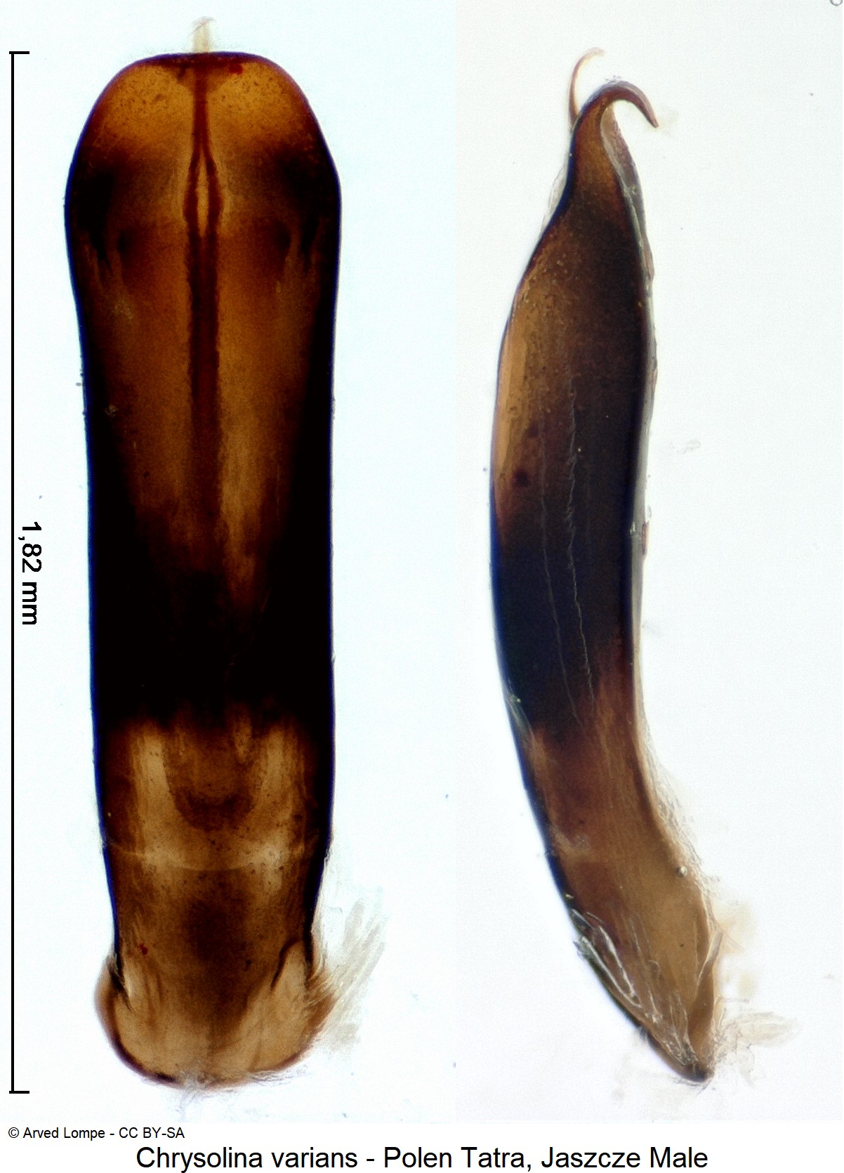 chrysolina_varians_ck33164535.jpg