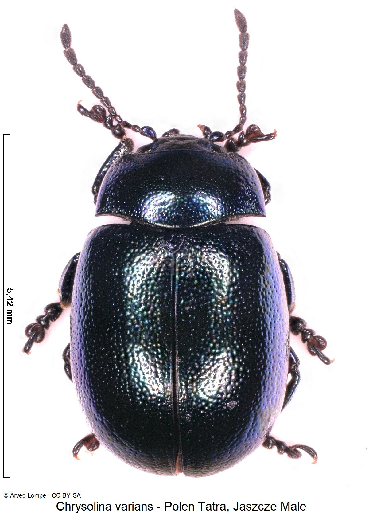 chrysolina_varians_ck33164535_hab.jpg