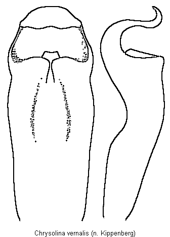 chrysolina_vernalis.gif