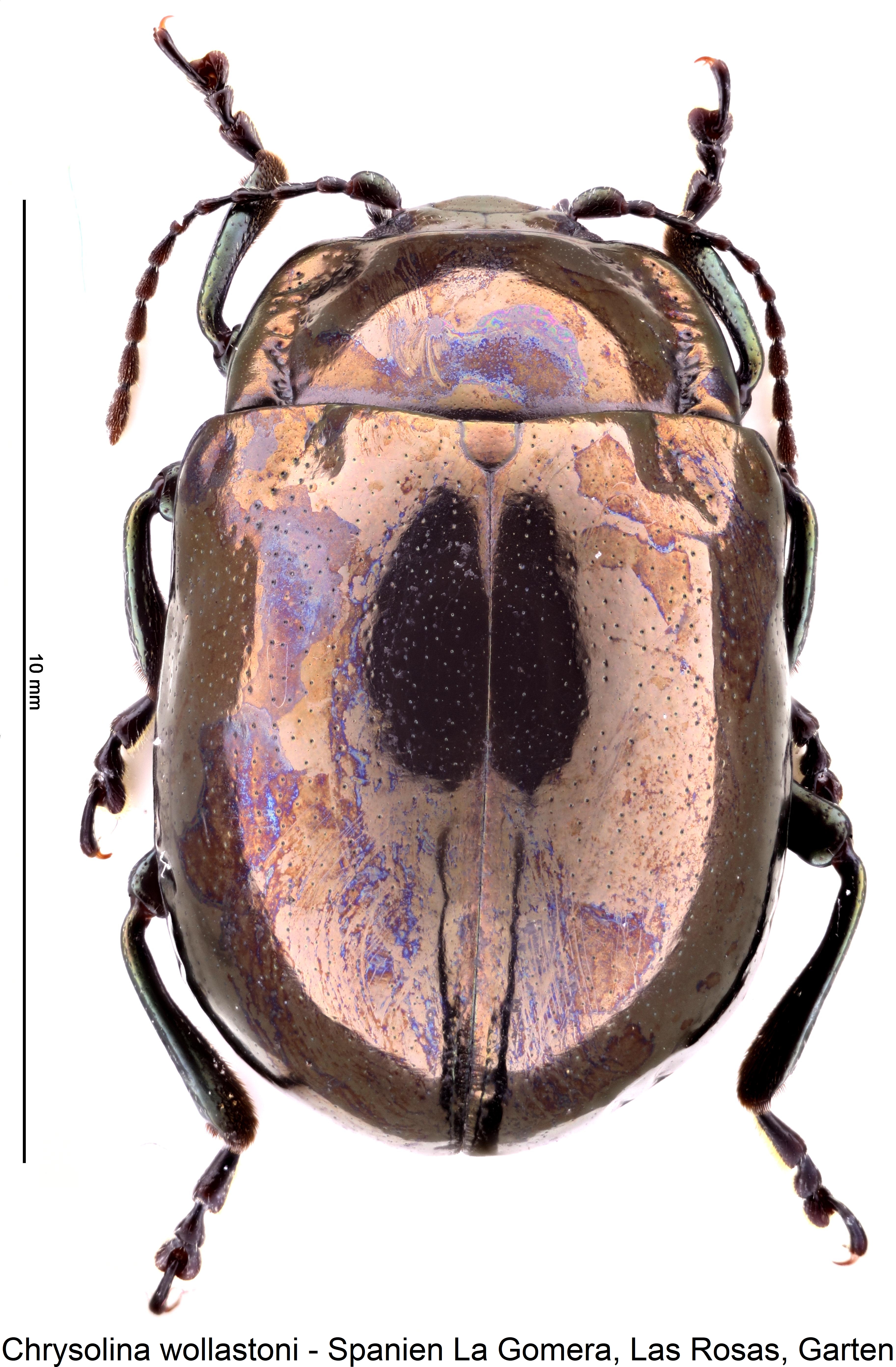 chrysolina_wollastoni_hab.jpg