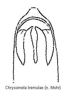 chrysomela_populi.gif