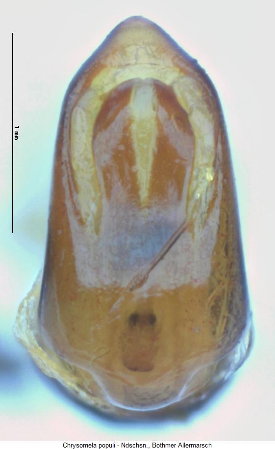 chrysomela_populi.jpg