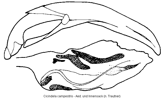 cicindela_campestris.gif