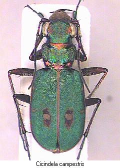 cicindela_campestris_hab.jpg