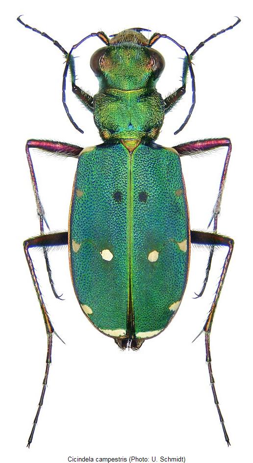 cicindela_campestris_hab2.jpg