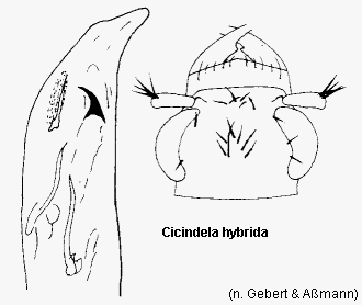 cicindela_hybrida_is.gif
