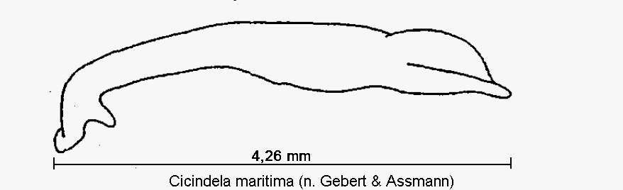 cicindela_maritima.gif