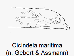cicindela_maritima_pc.gif