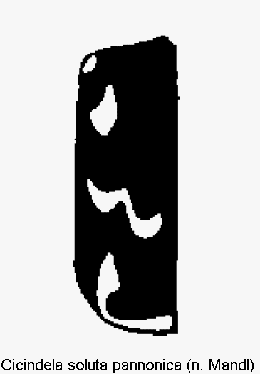 cicindela_pannonica_fld.gif