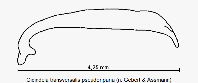 cicindela_pseudoriparia.gif