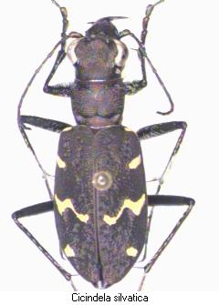 cicindela_silvatica_hab.jpg
