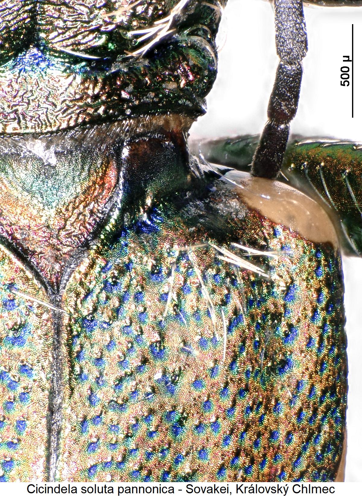 cicindela_soluta_hum.jpg