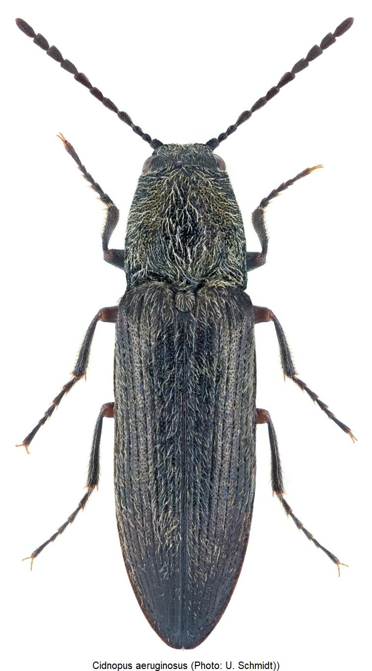cidnopus_aeruginosus_hab.jpg