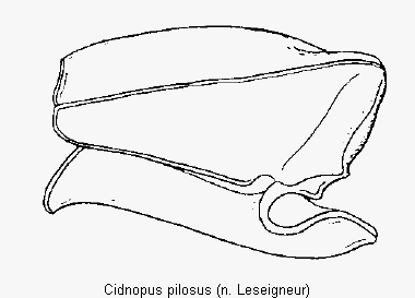 cidnopus_pilosus_hsch.gif