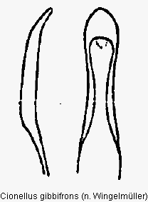 cionellus_gibbifrons.gif