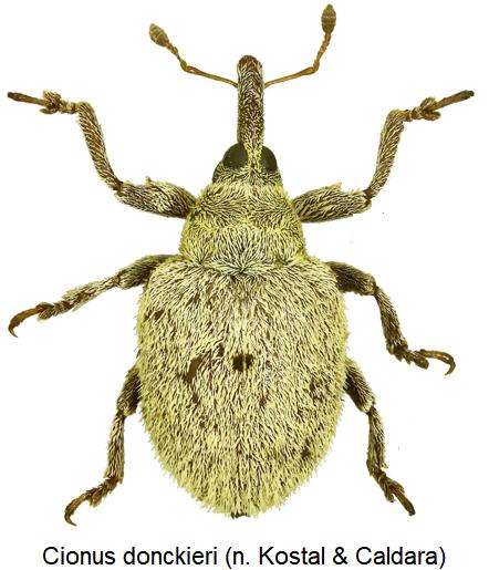 cionus_donckieri_hab.jpg
