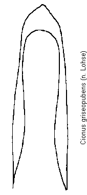 cionus_griseopubens.gif