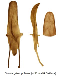 cionus_griseopubens.jpg