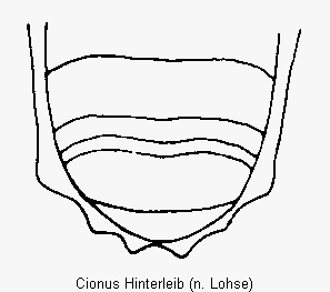 cionus_hinterleib.gif