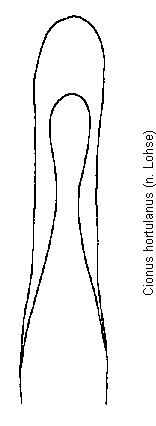 cionus_hortulanus.gif