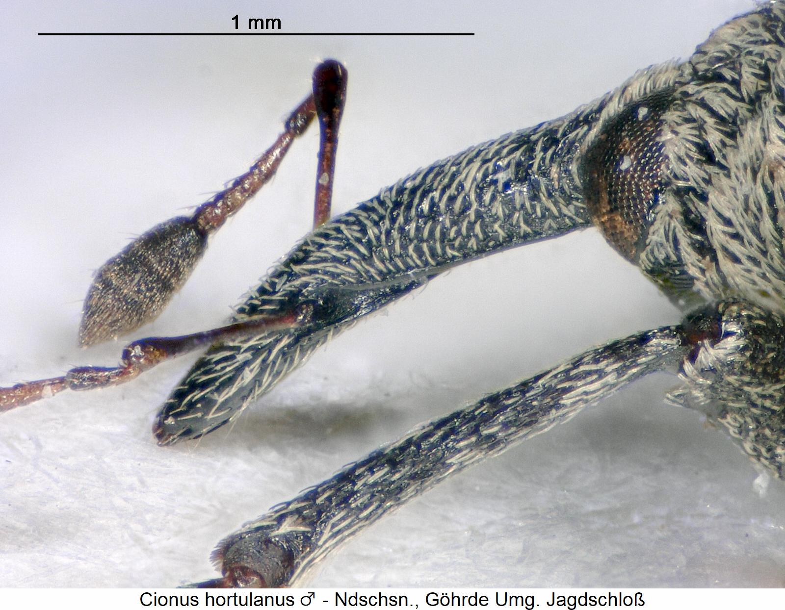 cionus_hortulanus_m_rsl.jpg