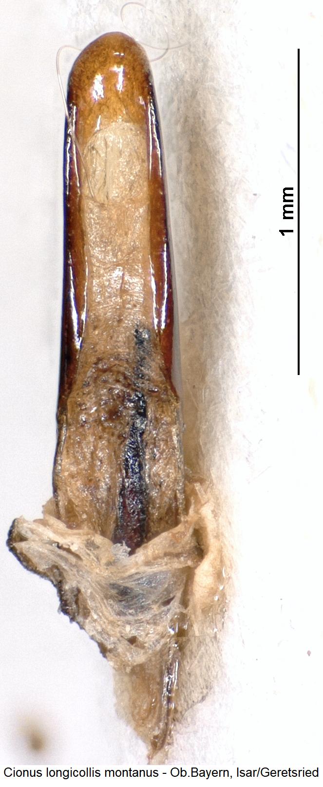 cionus_montanus.jpg