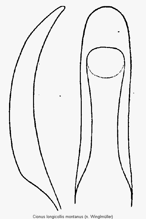 cionus_montanus1.gif