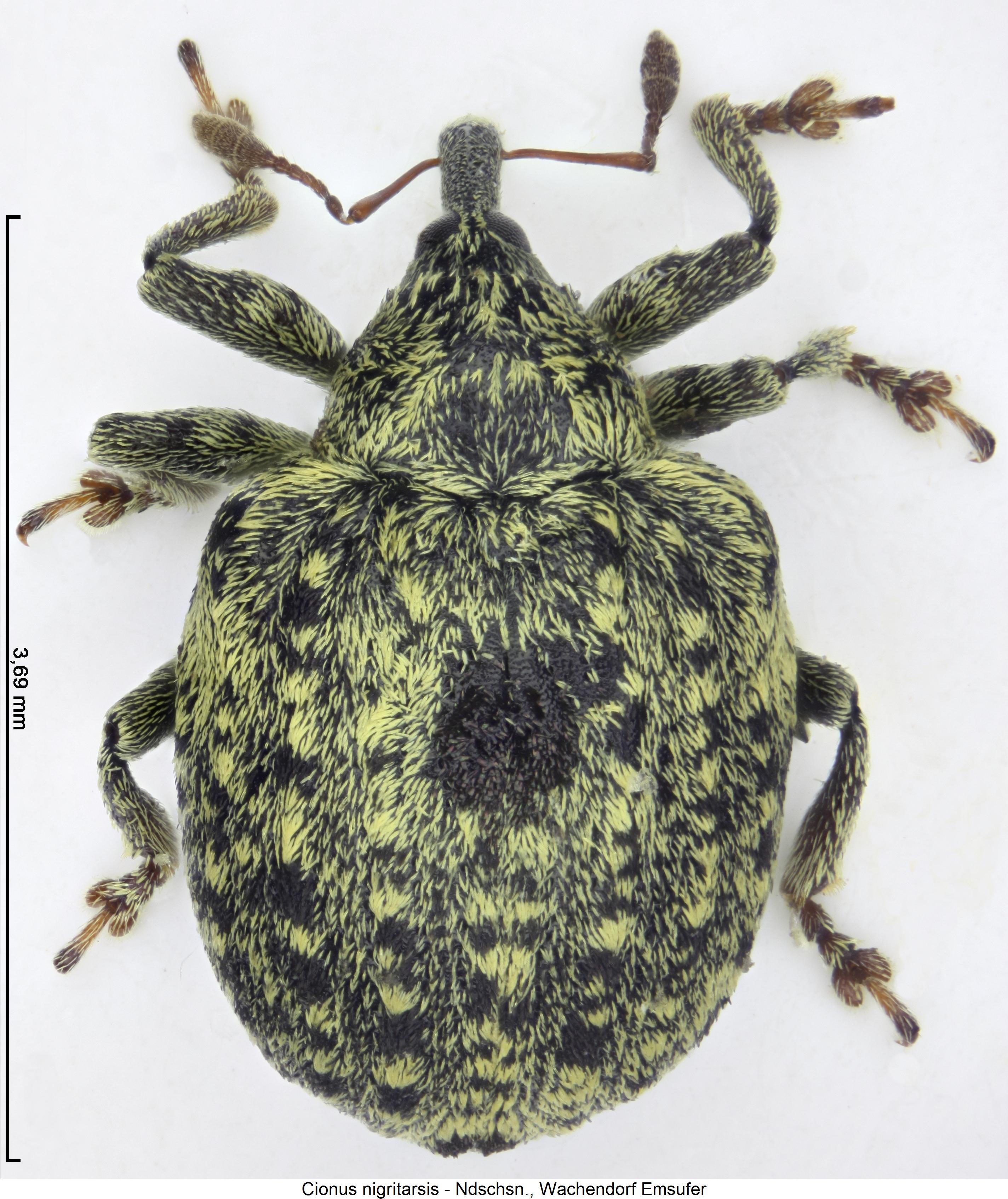 cionus_nigritarsis_hab.jpg