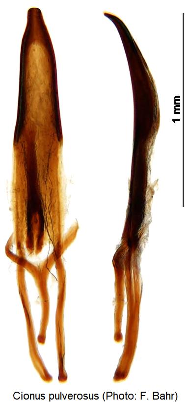 cionus_pulverosus.jpg