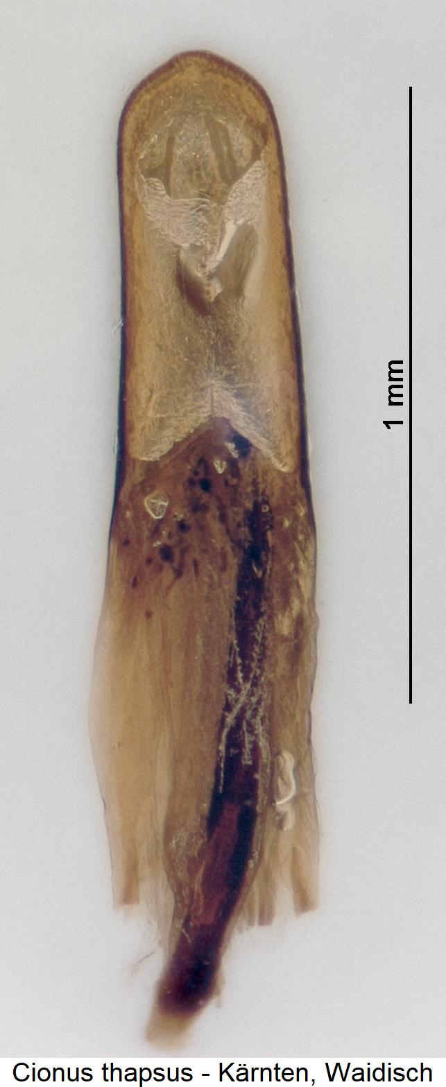 cionus_thapsus.jpg