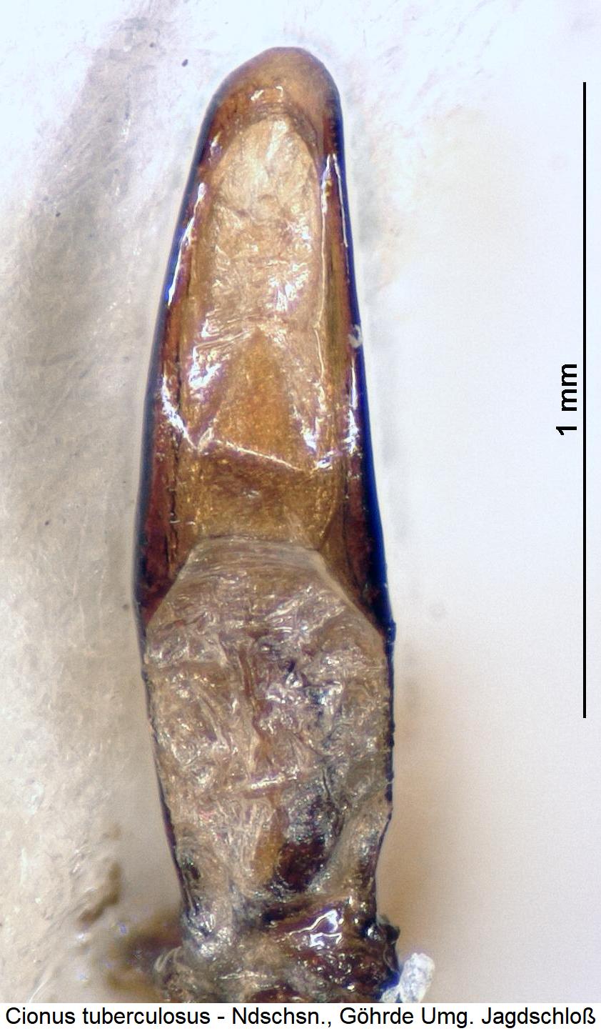 cionus_tuberculosus.jpg