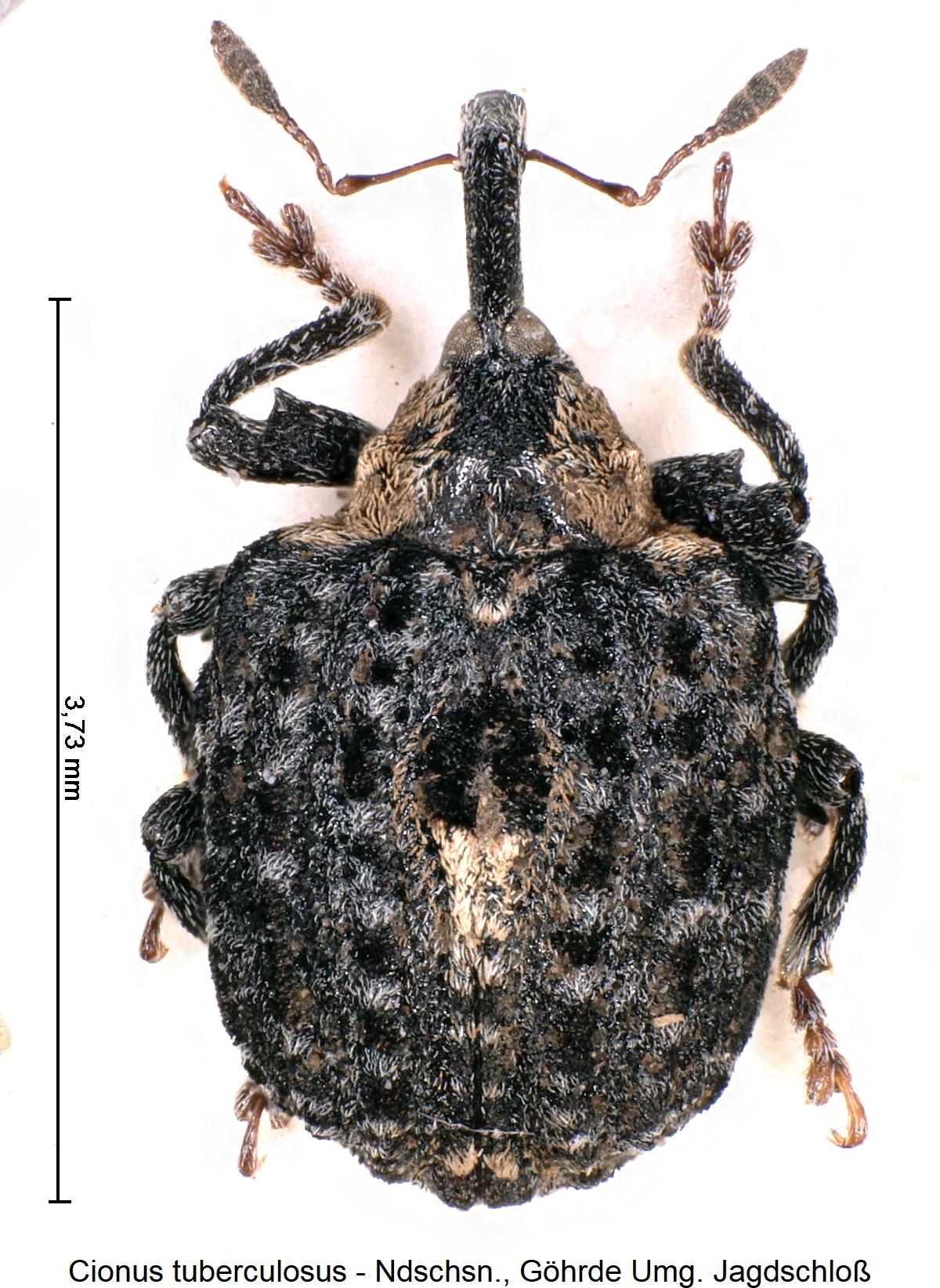 cionus_tuberculosus_hab2.jpg