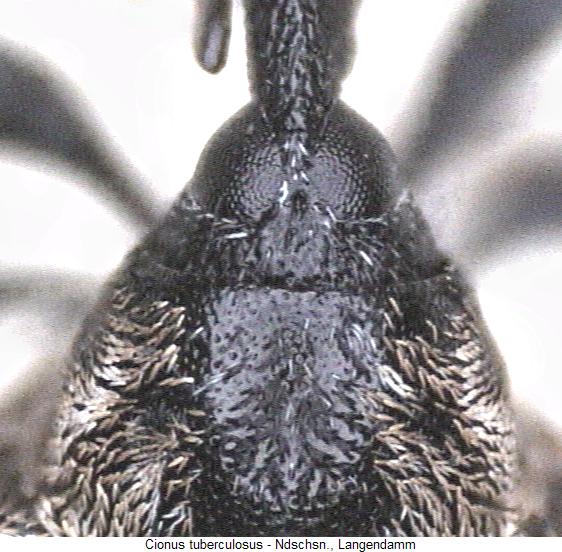 cionus_tuberculosus_k.jpg