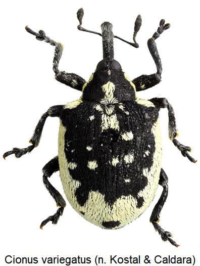cionus_variegatus_hab1.jpg