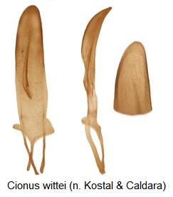 cionus_wittei.jpg