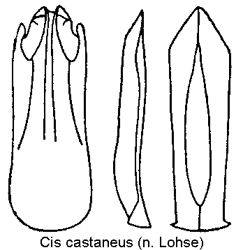 cis_castaneus-20220201.gif