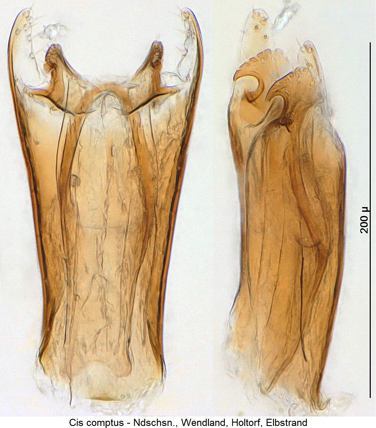 cis_comptus2-20240204.jpg